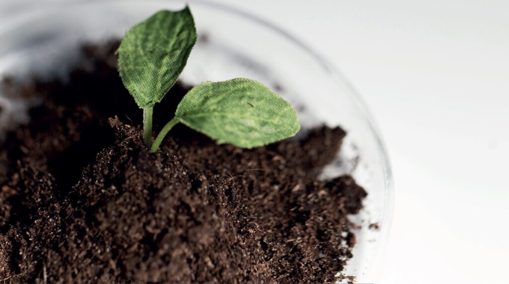 plant